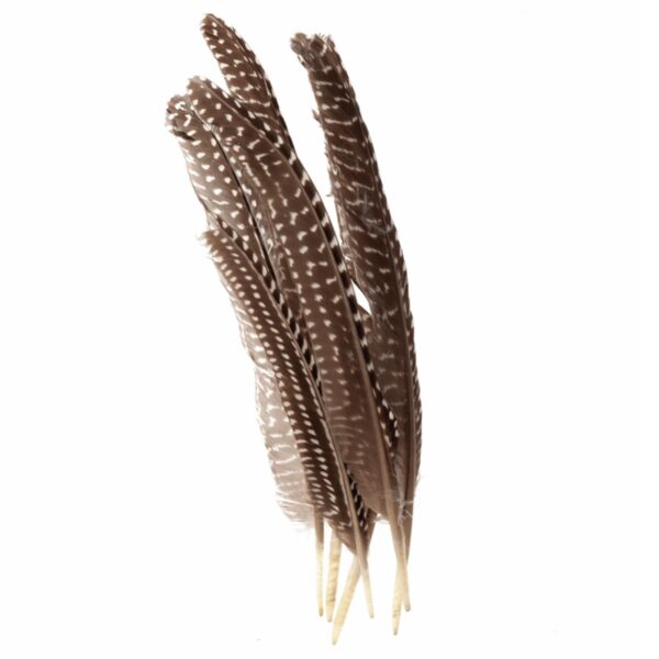 Feathers - Guinea - Singles