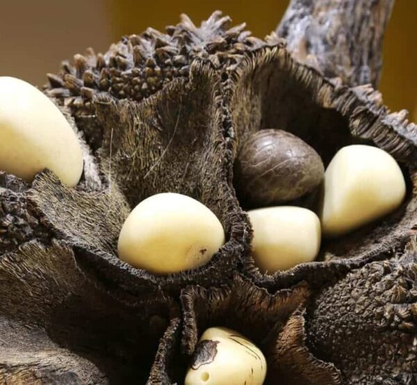 Corozo Sustainable 'Vegetable Ivory' 2-Hole Button Sets – All Colours & Sizes - Image 2